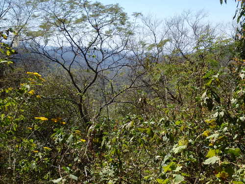 Looking south through the Cloud Forest.